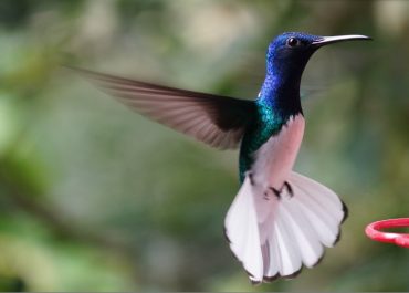 VB Birds4
