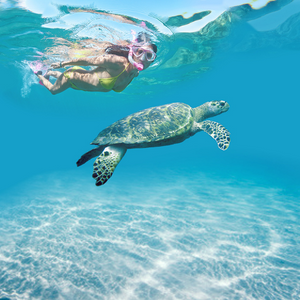 Swim with Turtles