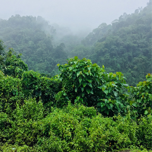 Oldest Forest Reserve