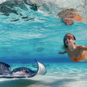 Swim with Stingrays