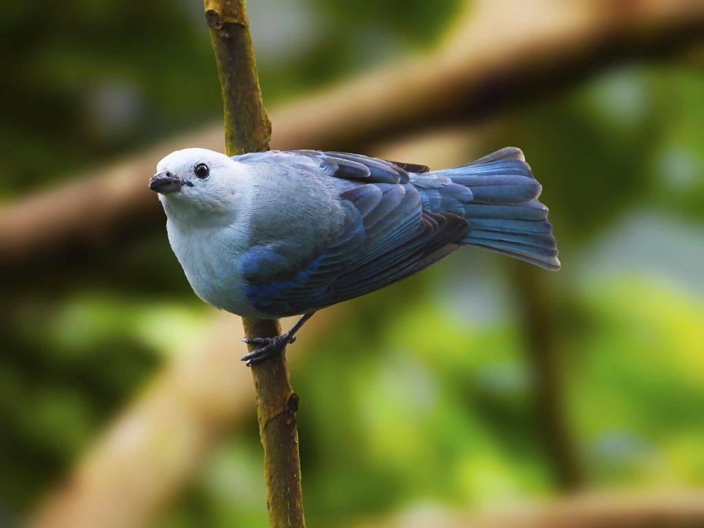 tanager56800591280 | Villa Being Tobago