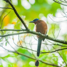 Blue-faced brown bird perched on a branch among green leaves in a sunny forest.