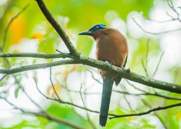 Blue faced brown bird perched on a branch among green leaves in a sunny forest
