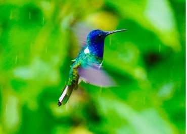 Blue headed hummingbird hovering in midair with iridescent blue head and green body against a bright green blurred background with rain streaks