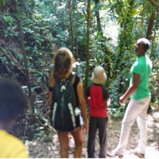 Group of four people walking along a sunlit forest path, seen from behind; backpacks and hats are visible.