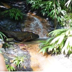 Small waterfall flowing over rocks in a lush tropical plant-filled area.