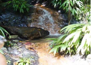 Small waterfall flowing over rocks in a lush tropical plant filled area